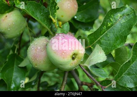 In the orchard, apples ripen on the tree branch Stock Photo
