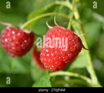 Fruits of raspberry and green leaves on a bush branch Stock Photo