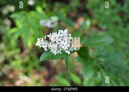 In spring, ordinary privet (ligustrum vulgare) blooms in the wild Stock Photo