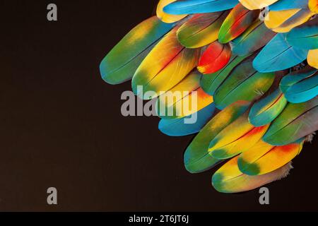 Colorful macaw feathers from the molting isolated on black background. Frame of Nature Stock Photo