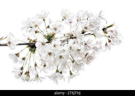Great white cherry blossom Prunus Tai Haku Stock Photo
