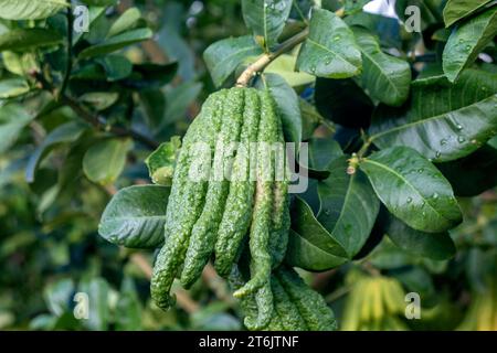 The Buddha's Hand citron (Citrus medica) Stock Photo