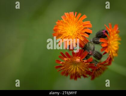 Close up Hawkweed, Hawk Weed (Hieracium) wildflower orange blossoms growing in the Chippewa National Forest, northern Minnesota USA Stock Photo