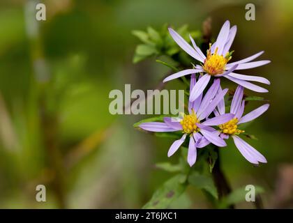 Close up of some pretty Smooth Blue Aster (Symphyotrichum laeve) wildflowers growing in the Chippewa National Forest, northern Minnesota USA Stock Photo