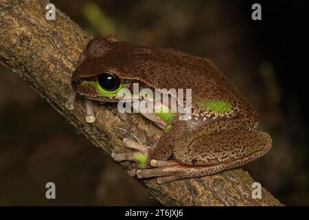 Australian Blue-mountains Tree Frog perched on tree branch Stock Photo
