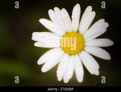 Close up macro of White Aster (symphyotrichum ericoides) wildflower blossom in the Chippewa National Forest, northern Minnesota USA Stock Photo