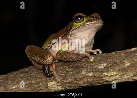 Australian Blue-Mountains Tree Frog with a leech attached to leg Stock Photo