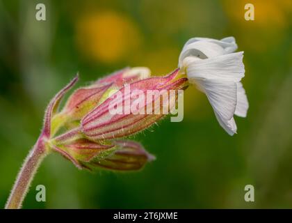 Close up macro of a White Campion (Silene latifolia) white wildflower blossom growing in the Chippewa National Forest, northern Minnesota USA Stock Photo