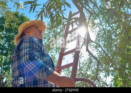 Mature gardener man on the ladder picking olives from olive branch in olive tree garden. Harvesting in mediterranean olive grove in Sicily, Italy. Stock Photo