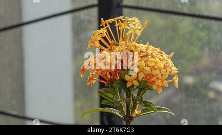 Japanese Ashoka flowers are bright yellow Stock Photo