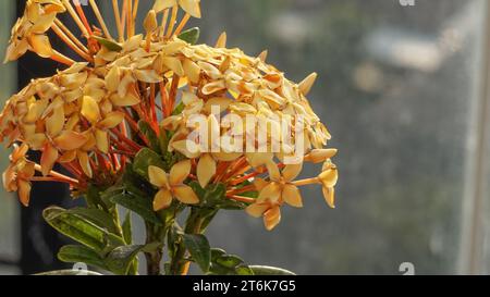 Japanese Ashoka flowers are bright yellow Stock Photo