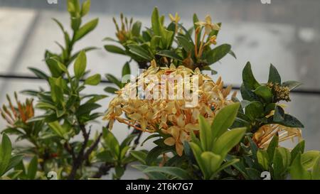 Japanese Ashoka flowers are bright yellow Stock Photo