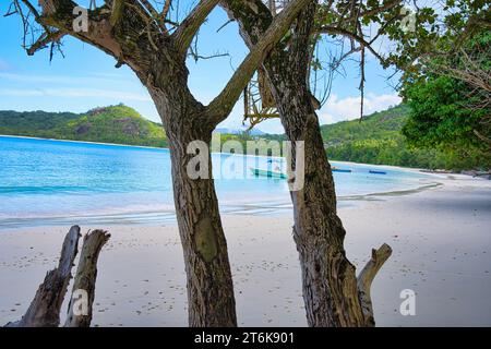 Sunny, white sandy beach, docked fishing boat, huge granite rocks between tree trunk at Baie Lazare beach, Mahe, Seychelles Stock Photo