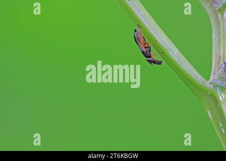 a kind of muscidae insects on a green leaf, in the natural wild state ...