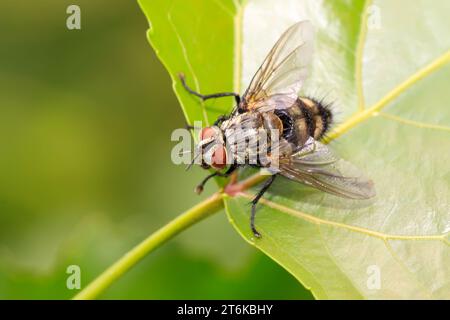 muscidae insects lurking on the green leaf Stock Photo - Alamy