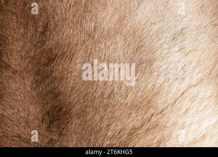 Brown Grey Animal Natural Fur Wolf Fox, Bear, Wildlife texture table top view Concept for hairy Background, textures and wallpaper. Close up detail of Stock Photo