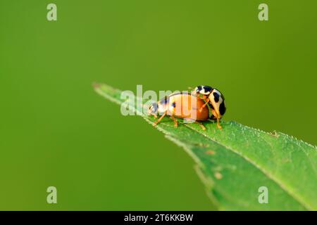 two ladybugs mating on green plant in the wild Stock Photo - Alamy