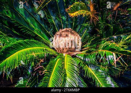 Japanese Sago Palm (Cycas revoluta) flower Stock Photo