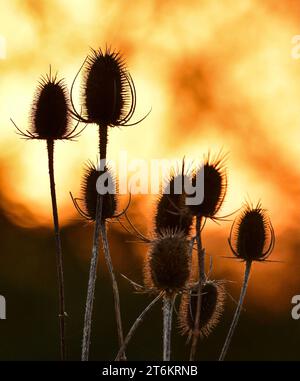 Teasel heads from dipsacus fullonum Stock Photo