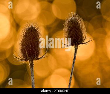 Teasel heads from dipsacus fullonum Stock Photo