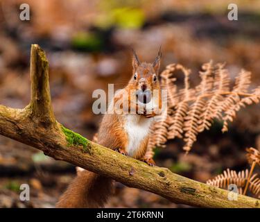 Red Squirrel with fluffy fur and a bushy tail Stock Photo