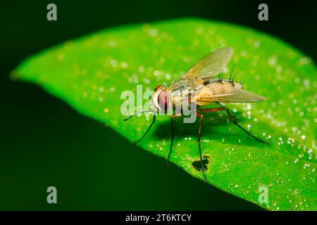 Flesh fly on a green leaf with light and shadow. Hairy legs in black ...