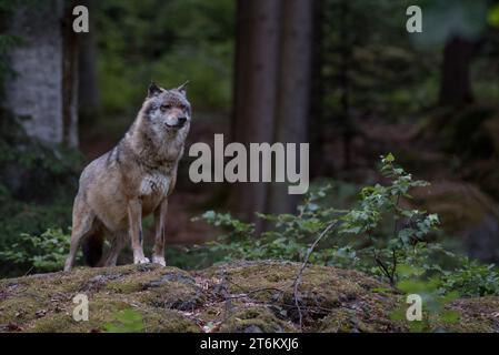 Wolf is standing on the rock in Bayerischer Wald National Park, Germany Stock Photo