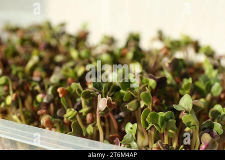 Growing microgreens. Many sprouted daikon radish seeds in container, closeup Stock Photo