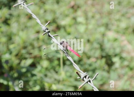 Dorsal back view of a male crimson tailed marsh hawk dragonfly (Orthetrum Pruinosum) perched on top of a barbed wire fence Stock Photo