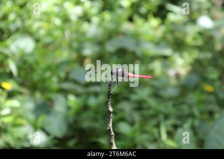 Parallel side view of a male crimson tailed marsh hawk dragonfly (Orthetrum Pruinosum) sits on top of an elevated dry stem tip in a lawn area Stock Photo
