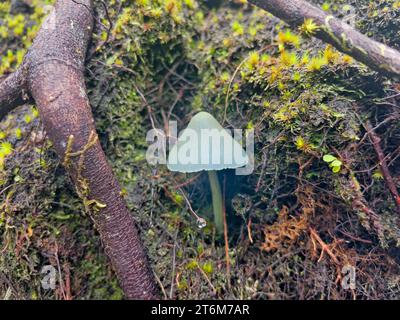 Light blue mushroom growing between tree trunk in the forest, Mahe, Seychelles Stock Photo