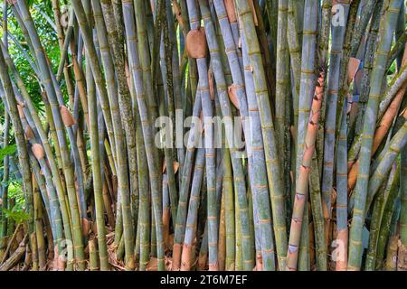 Huge bamboo trees inside the spice garden, Mahe, Seychelles Stock Photo