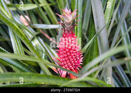 Red pineapple, Victoria pineapple inside the spice garden, Mahe, Seychelles Stock Photo