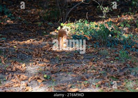 european squirrel holding walnut in hands in sunshine with leaves on the ground Stock Photo