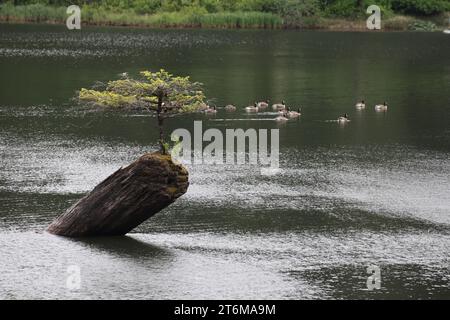 Fairy Lake Bonsai Tree  (Vancouver Island) Canada Stock Photo