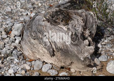 Part of a tree trunk in the river bed, Rissbach Valley, Nature Reserve Karwendel, the Alps, Tyrol, Austria, Europe, Stock Photo