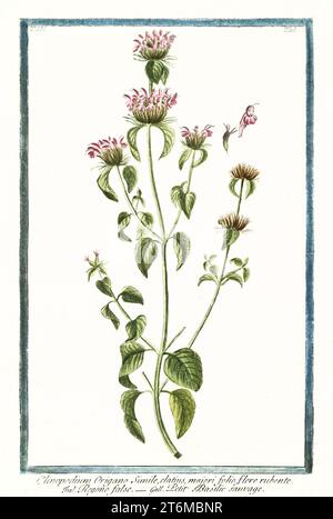 Old illustration of  Clinopodium vulgare (Wild basil). By G. Bonelli on Hortus Romanus, publ. N. Martelli, Rome, 1772 – 93 Stock Photo