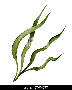 Watercolor illustration of underwater green Seaweed. Drawing of undersea Algae.  Sketch of marine flora for cosmetic or food production label Stock Photo