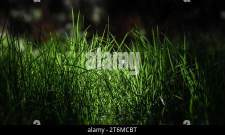 Abstract green leavs texture, nature background, tropical leavs. Stock Photo