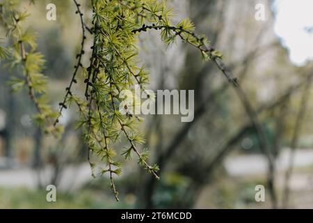 Fluffy fresh branches of larch. Close-up. Selective focus. Stock Photo