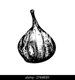 Hand-drawn black and white ink illustration. Fresh, ripe fig. Vector. Stock Photo