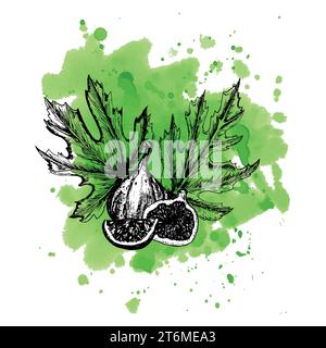 Hand-drawn black and white ink illustration. on watercolor background Fresh, ripe fig fruit and slices and leaves. Vector. Stock Photo