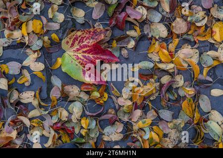 Colorful autumn leaves on cobblestones Stock Photo
