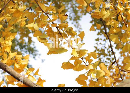 Ginkgo tree in autumn. Yellow leaves on tree branches against the sky. Change of season in nature Stock Photo