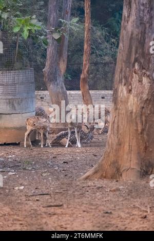 Kuturi Deer Park, Daspalla. The sanctury is home to Spotted deer, Barking deer, and Sambar deer. Stock Photo