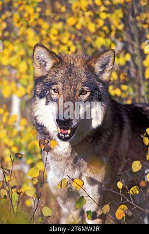 A watching Timber Wolf Stock Photo - Alamy