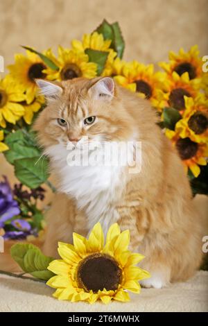 Tomcat ginger tabby and white sitting, sunflowers Stock Photo