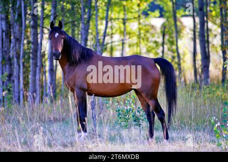 Purebred Bay Arabian Horse Mare standing in meadow, looking alert, portrait Stock Photo