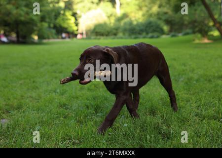 Adorable Labrador Retriever dog with stick walking in park Stock Photo