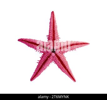 One red sea star isolated on white Stock Photo